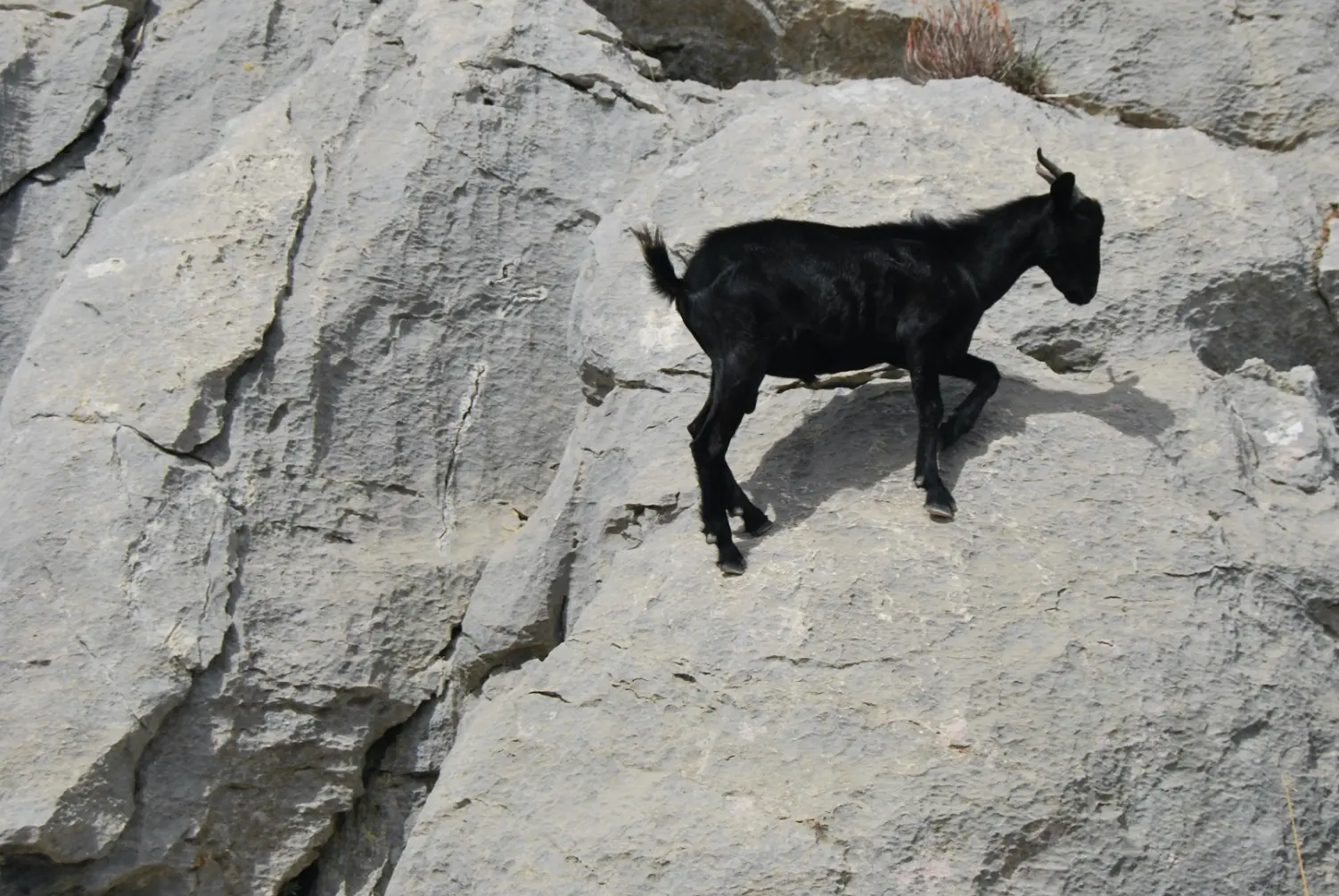 Imagen de un cabra en la montaña